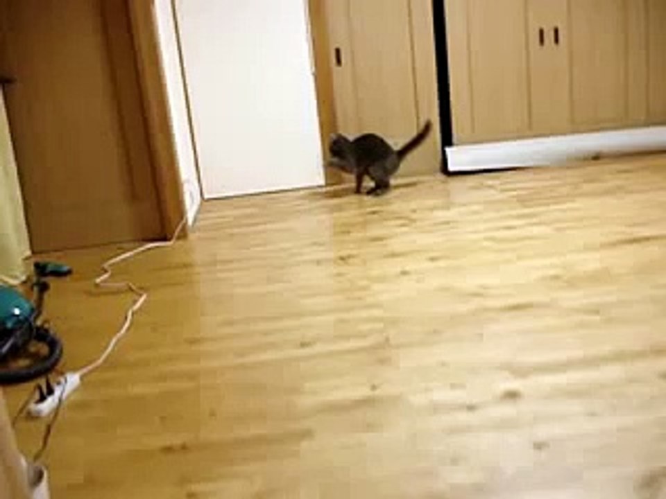 Кот офигел