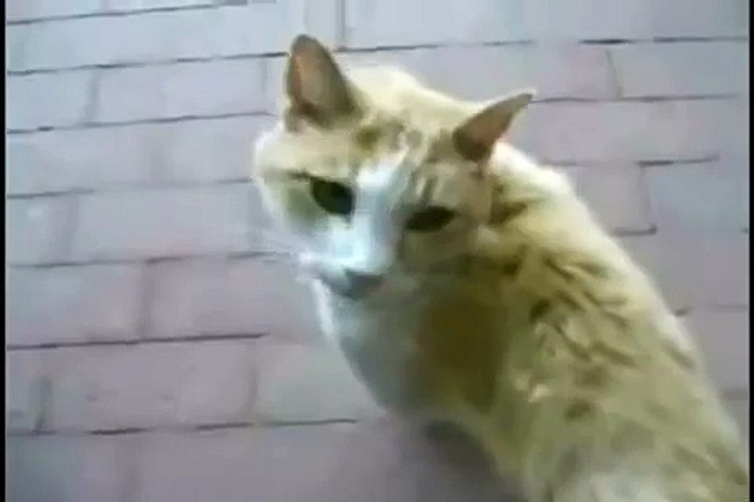 удивленный котэ, есть от чего.mp4