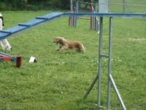 anna cocker agility