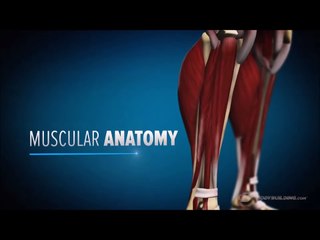 Built by Science - Anatomy, Biomechanics, & 6 Week Training Program - Legs - Bodybuilding.com