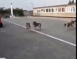 Собаки дружно поют под гимн России
