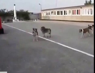 Собаки дружно поют под гимн России