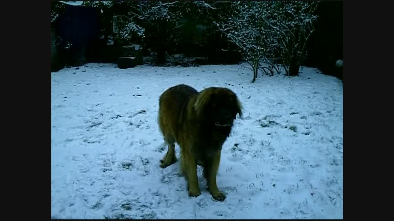 Bewan is playing in the snow and you know what ???? He's happy :-)