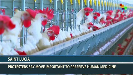 Saint Lucia: Consumers Demand Antibiotic-Treated Poultry off the Menu