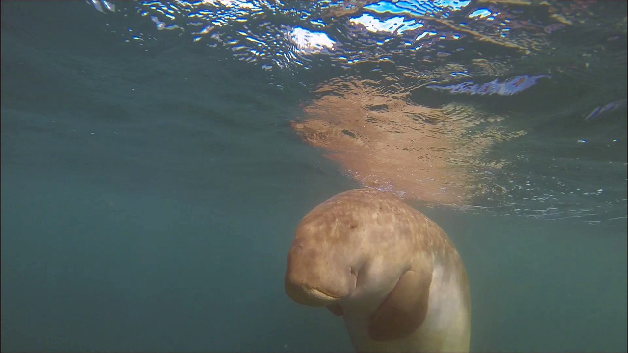 dugong