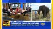 Elephants Trained to Track Poachers | GMA on Safari
