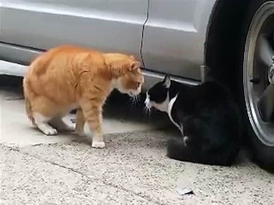 Senile Talking Cat! (The Original)