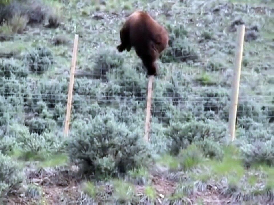 Funny Bear Climbs Fence - Awesome !
