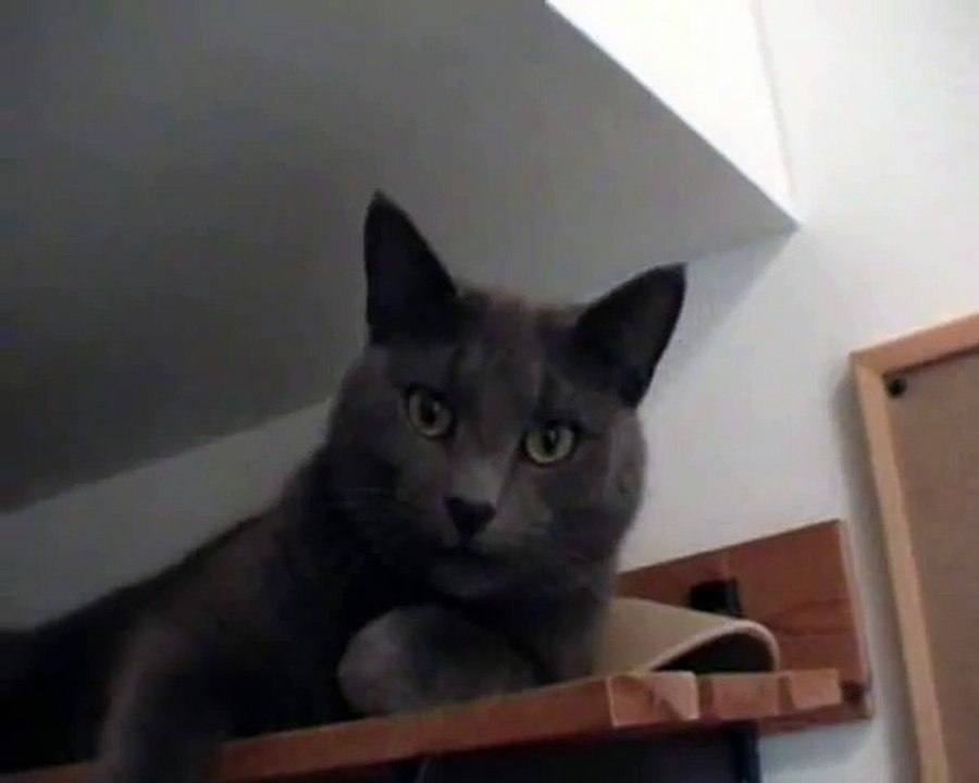 Cute Cat