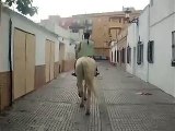 yo disfrazada de pippi con mi caballo por la calle en carnavales con cancion de pippi :D