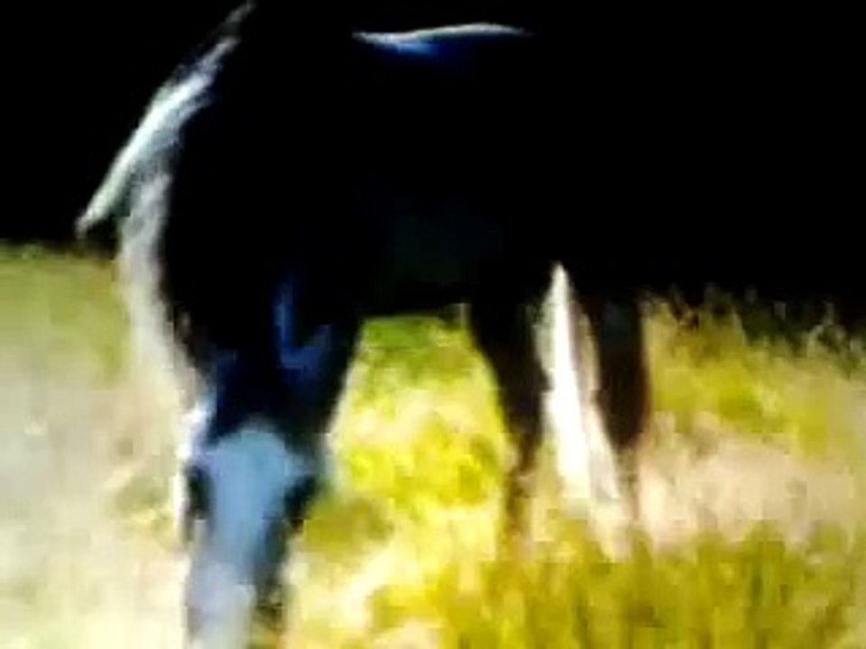 mi muñecos de caballos y animales.wmv