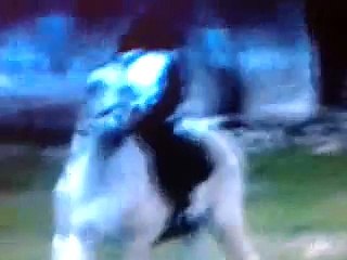 Yo cantando Aquella estrella de allá de Peter Pan 2