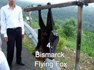 20 Unbelievably Giant Animals