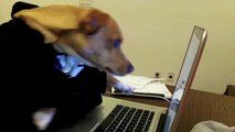 dog reads email (checking my email)