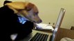 dog reads email (checking my email)