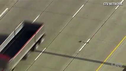CNN Distraction Family of ducks tries to cross highway
