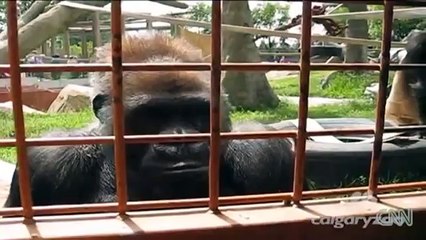 CNN Distraction Gorillas dig caterpillar