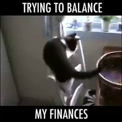 Cat Trying To Balance Funny Video