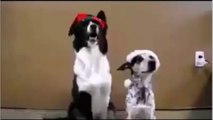Dog Poses For Christmas Photo-Funny Videos