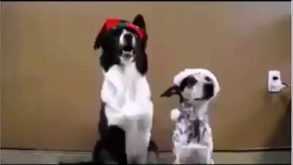 Dog Poses For Christmas Photo-Funny Videos