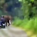 Elephant Chasing man Funny videos