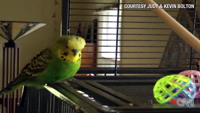 Distraction Bird won't stop talking