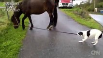 Distraction Dog pulls horse