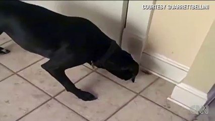 Distraction Dog vs. grasshopper