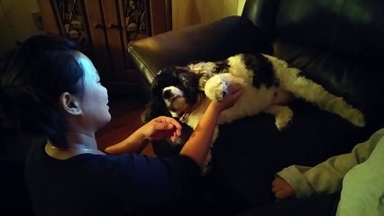 Our dog "Lola" getting a massage from Op (2015) - Short (Documentary)