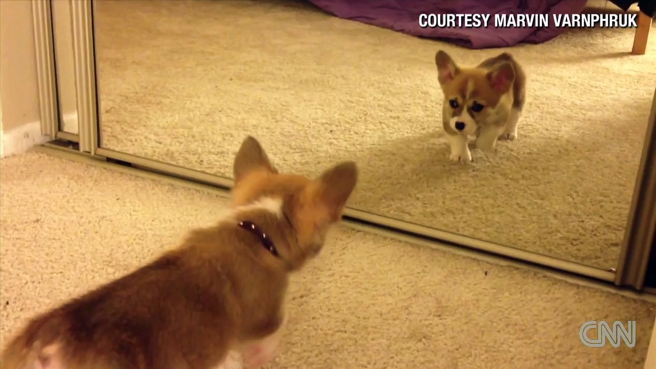 Distraction Mocha's first reflection