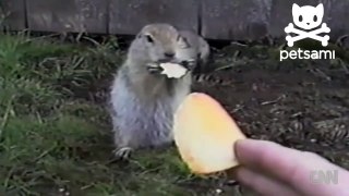 Distraction Squirrels eat potato chips