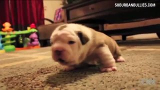 Distraction Teensy puppy learns to walk
