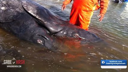 Una balena con due teste
