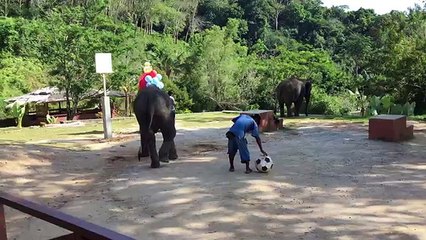 Elephant playing soccer