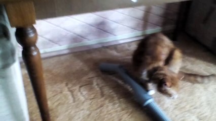Cat vs Vacuum Cleaner