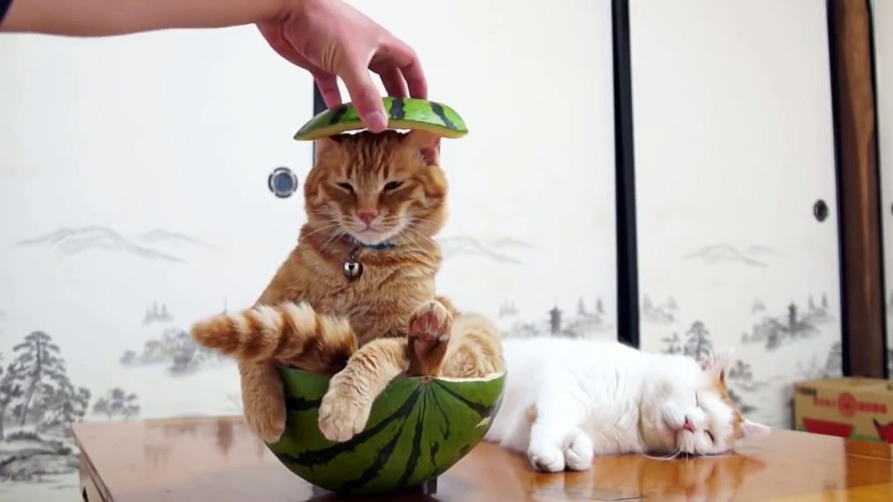 This must be the juiciest kitty ever