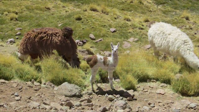 Atacama Desert, Chile - November 6 to November 10, 2015