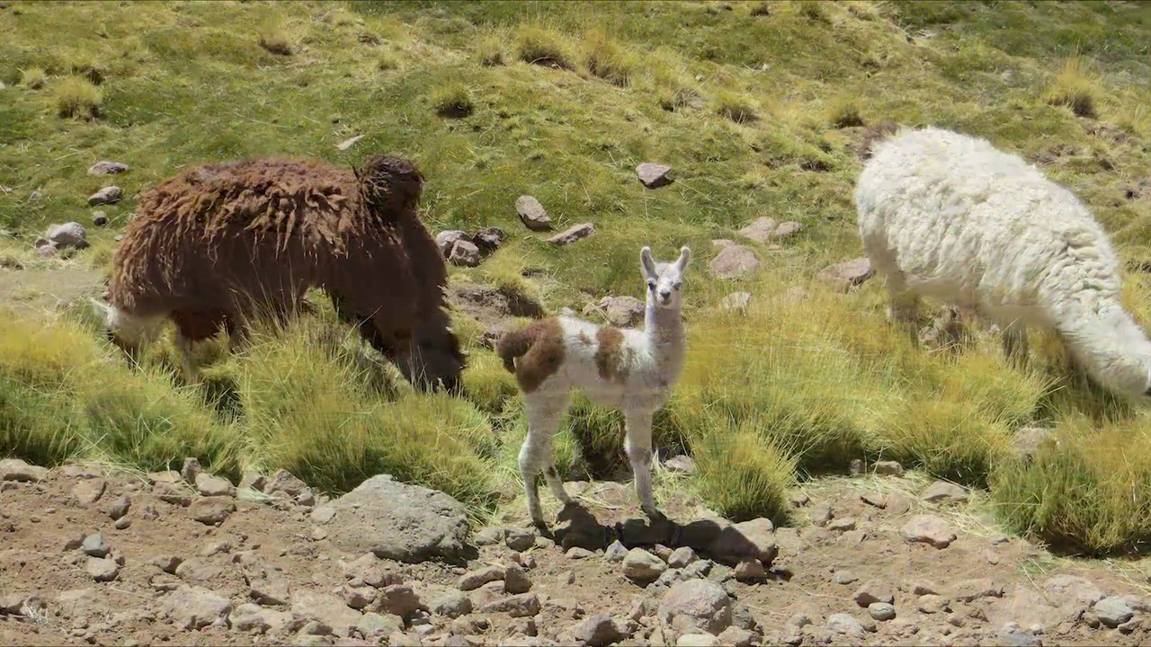 Atacama Desert, Chile - November 6 to November 10, 2015