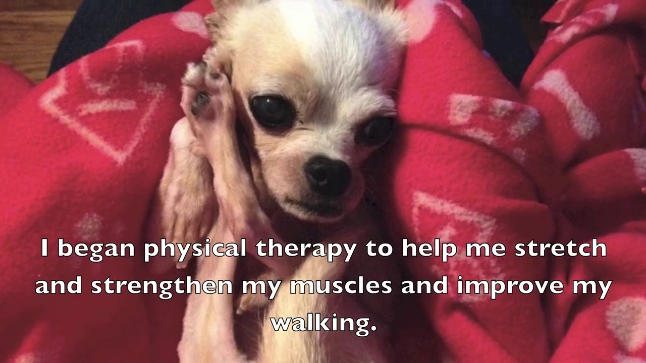 À son arrivée au refuge, elle était trop faible pour pouvoir se tenir seule debout.