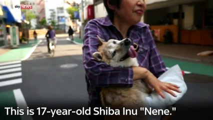 Japan Is Now Offering Retirement Homes For Senior Dogs