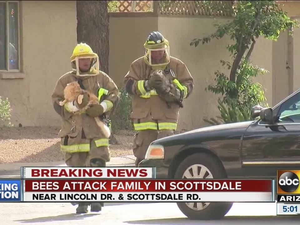 Bees attack woman, dogs, cats in Scottsdale