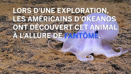 Un nouveau poulpe appelé Casper