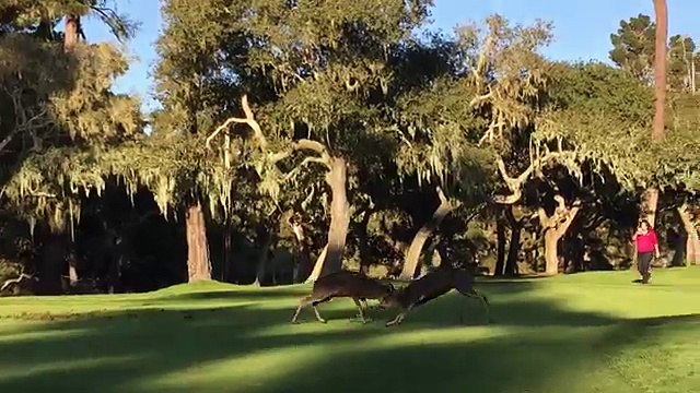 Deer fight at Spyglass Hill Golf Course