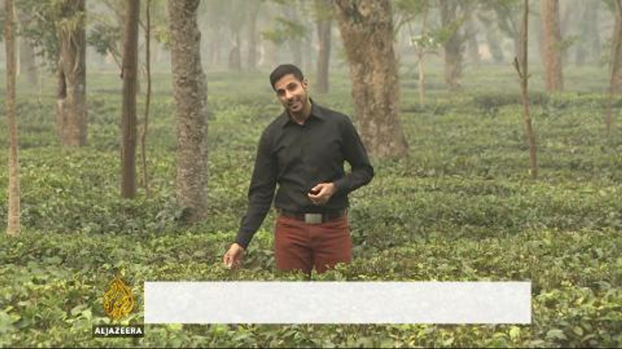 Climate change wreaks havoc on India's tea industry