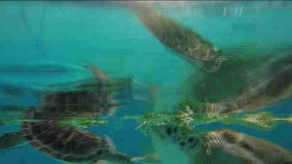 Una segunda oportunidad en el Hospital para Tortugas de Miami