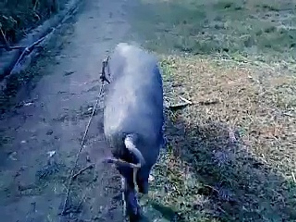 Pig cat walk