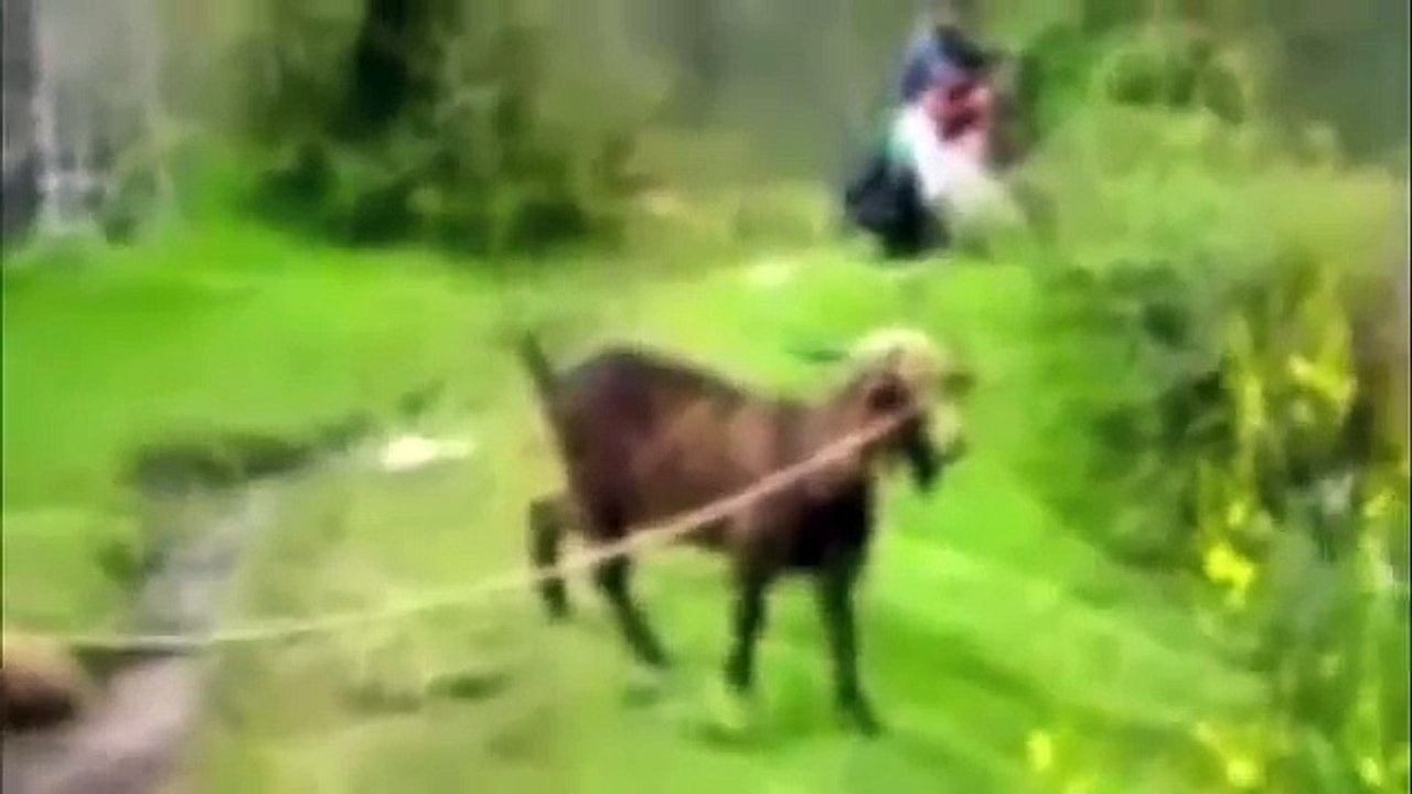 Cabras gritando