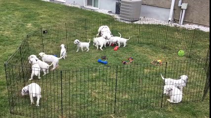 Dalmatian Parents Teach Their Pups How To Play