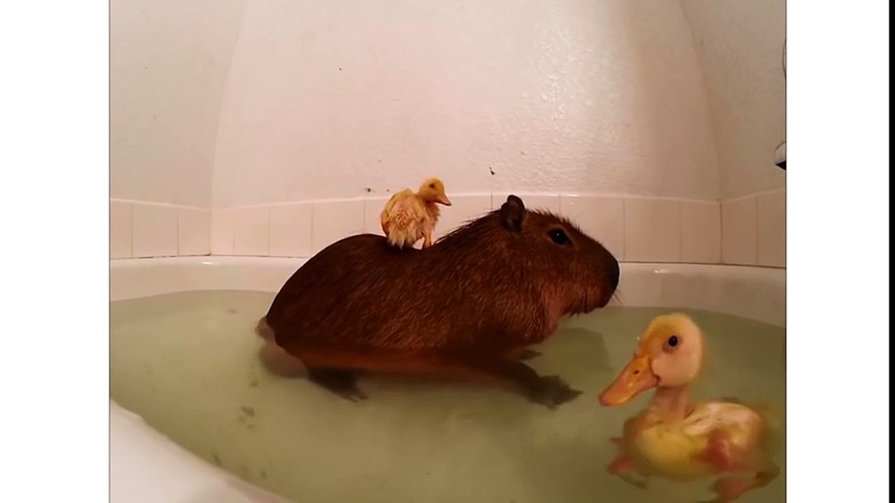 Ducks Love Taking A Bath With Capybara
