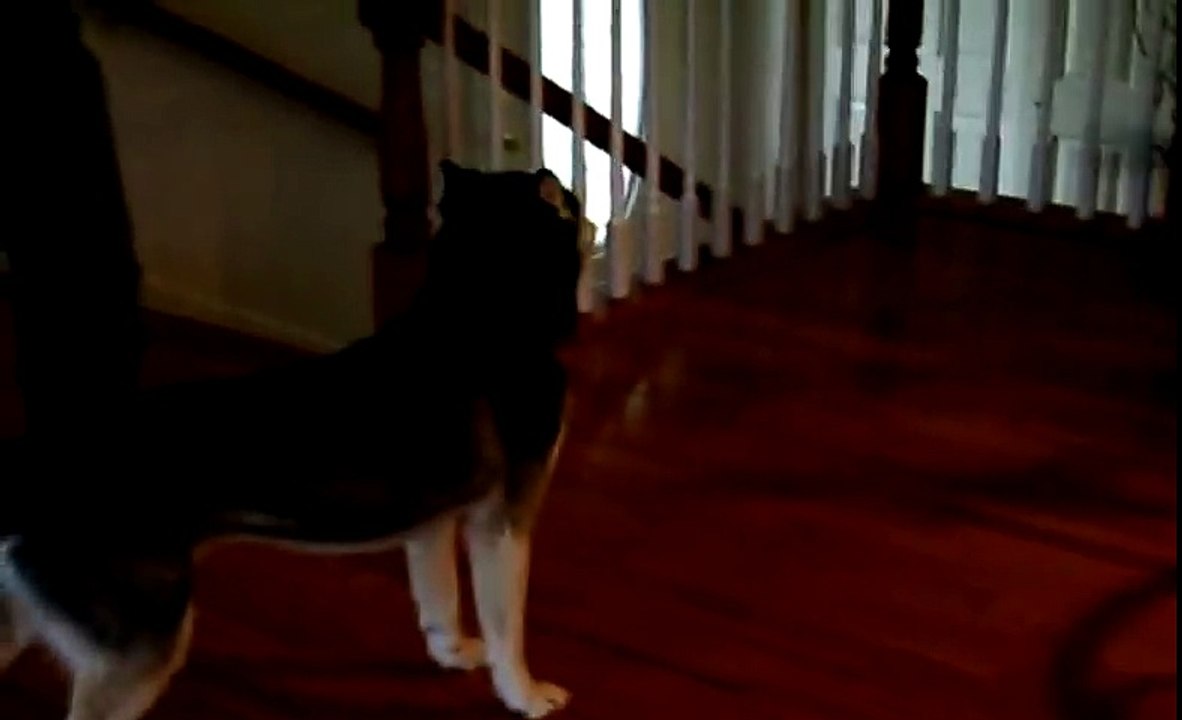 Mishka are you stupid NOOOOOOOOOO! - Husky Dog Talking